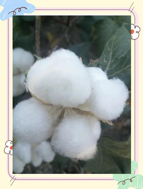 梦见棉花的象征意义是哪些?揭示梦境背后的心理暗示 梦见棉花的象征意义是哪些?揭示梦境背后的心理暗示
