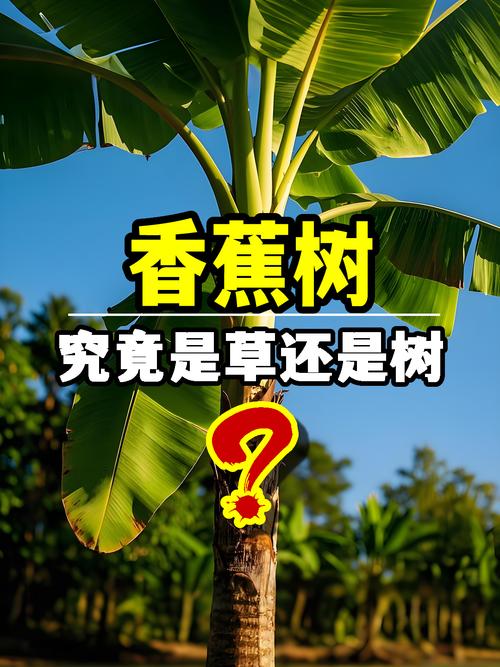 梦见香蕉树解析揭示梦境秘密，提升心理健康
