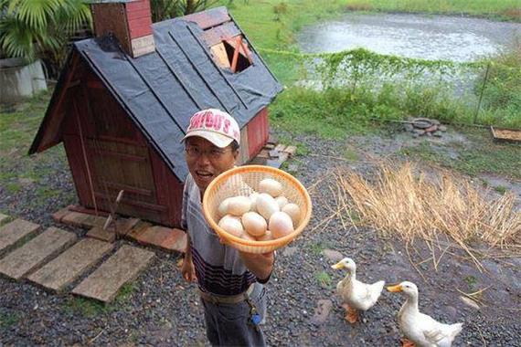 揭秘梦见捡鸭蛋的神秘象征,背后隐藏的寓意是哪些? 揭秘梦见捡鸭蛋的神秘象征,背后隐藏的寓意是哪些?