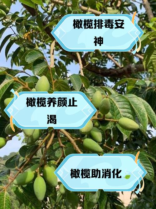 梦见橄榄的含义及5个象征意义解析 梦见橄榄的含义及5个象征意义解析