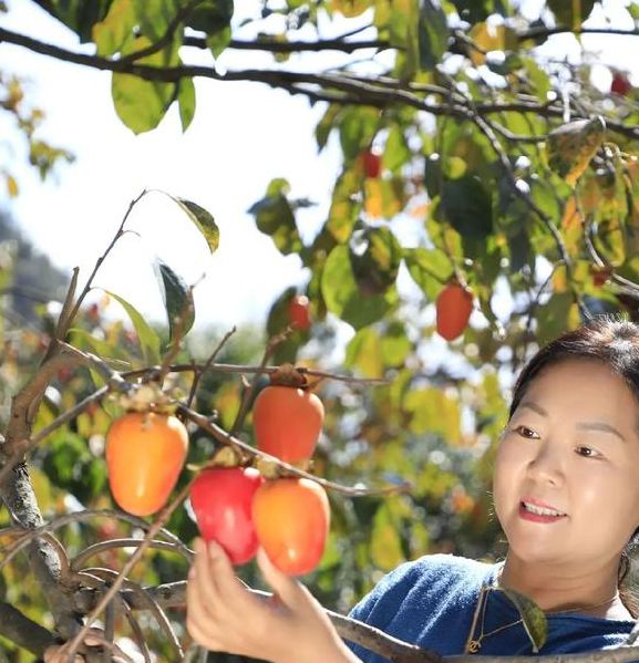 梦见摘柿子解读5大象征意义与心理分析必备指南