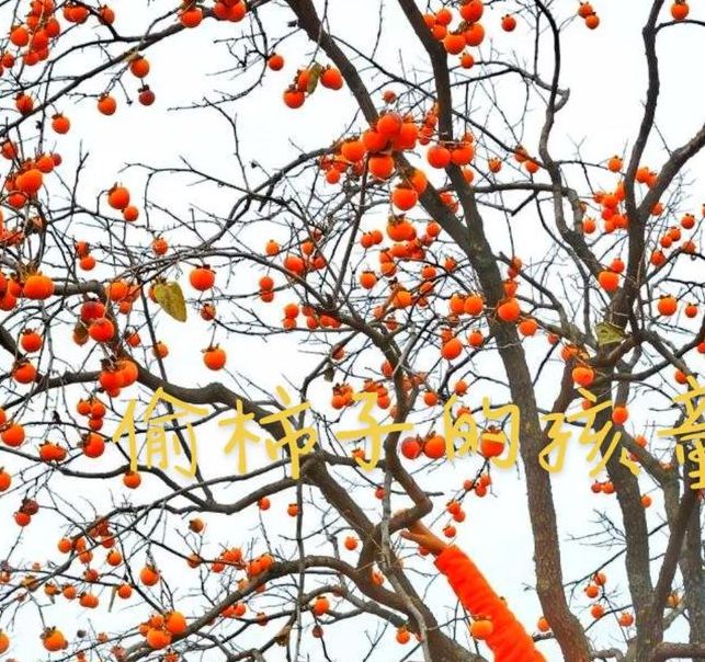 梦见摘柿子解读5大象征意义与心理分析必备指南