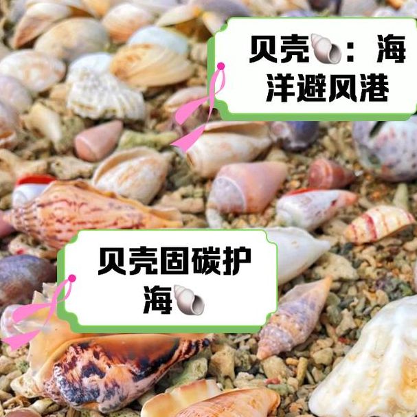 梦见贝壳象征意义深远，用户探索内心世界的神秘魅力！