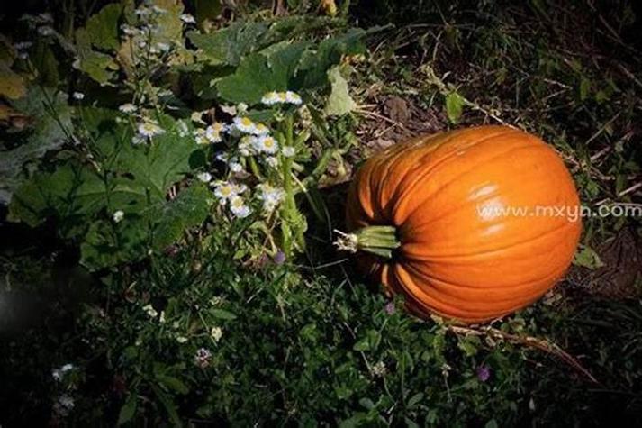 梦见瓜钟的象征意义是哪些？深入解读与心理解析