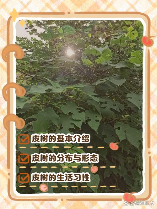 梦见树皮预示哪些？解读梦境中的自然象征意义