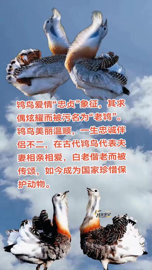 梦见鸨鸟象征意义解读心理暗示 vs 生活启示 梦见鸨鸟象征意义解读心理暗示 vs 生活启示