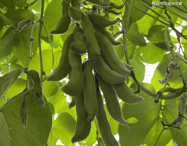 梦见豆荚象征意义揭示隐藏的心理暗示是哪些？