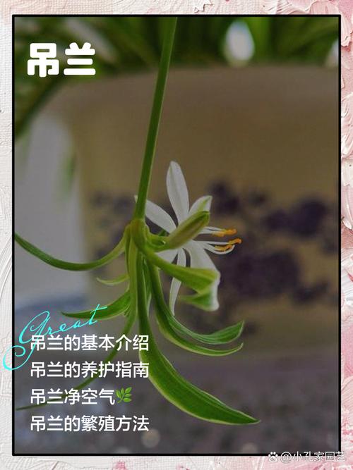 梦见吊兰预示了哪些？揭秘植物梦境背后的秘密