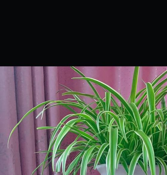 梦见吊兰预示了哪些？揭秘植物梦境背后的秘密
