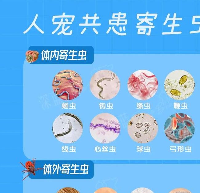 解梦寄生虫7种寓意及应对策略详解
