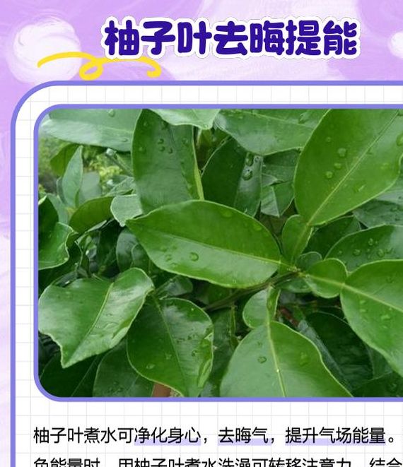 梦见柚子树预示哪些？解读5个常见梦境象征及意义