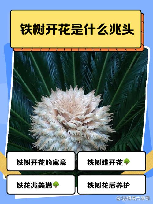 解析梦见铁树开花象征寓意竟出乎意料，背后蕴藏何种玄机？