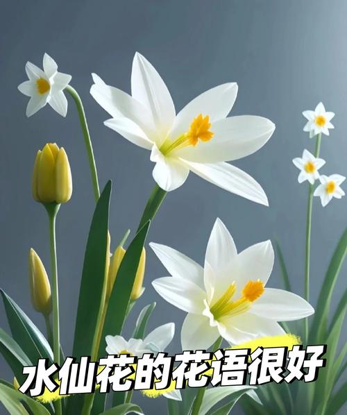 梦见水仙花解析意象背后的心理暗示与内心渴望