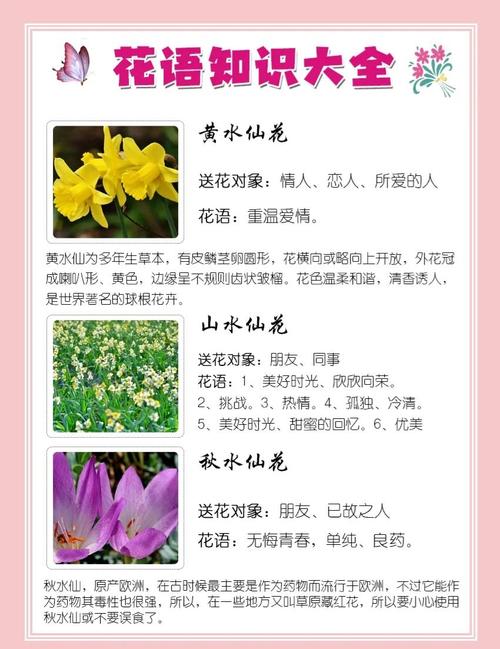 梦见水仙花解析意象背后的心理暗示与内心渴望