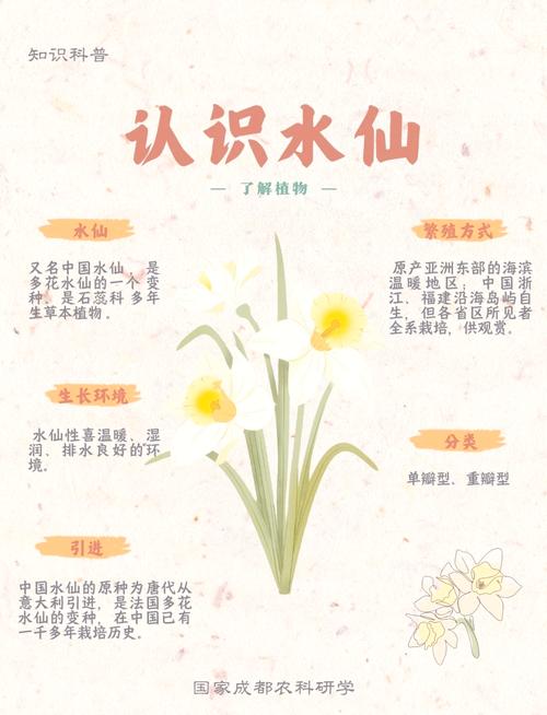 梦见水仙花解析意象背后的心理暗示与内心渴望