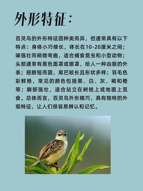 详解梦见百灵鸟的寓意专家解析背后隐藏的信息 详解梦见百灵鸟的寓意专家解析背后隐藏的信息