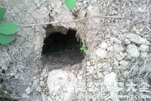 梦见兽穴象征深层潜意识探索心理暗示的神秘力量，用户评论揭示内心情感奥秘！