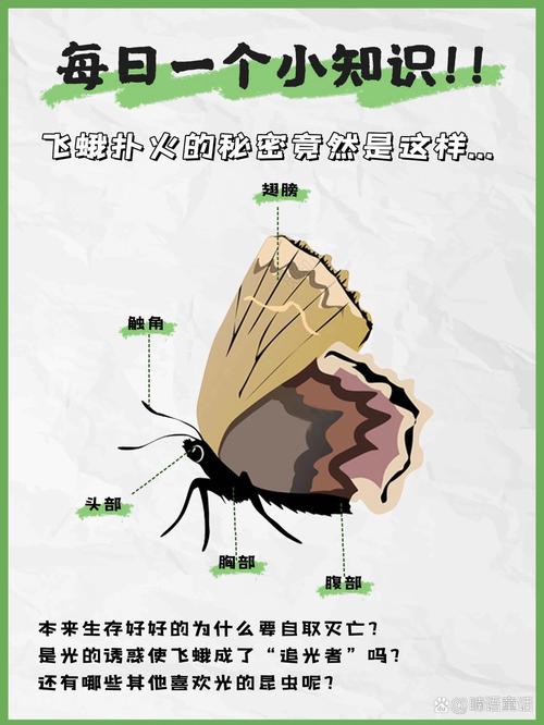 揭秘梦见飞蛾的寓意及应对策略，提升人生智慧与决策力