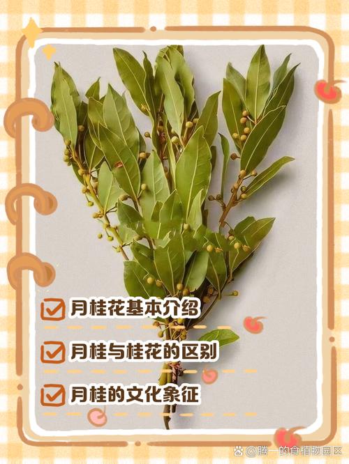 梦见月桂花寓意深度解析揭示心理与生活启示