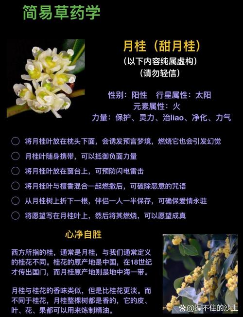 梦见月桂花寓意深度解析揭示心理与生活启示