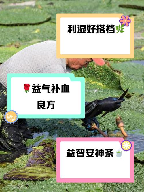 梦见芡实的寓意揭示梦境解析的高效解决方案