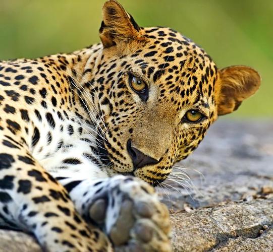 梦见美洲豹象征解析如何解读不同梦境中的深层含义