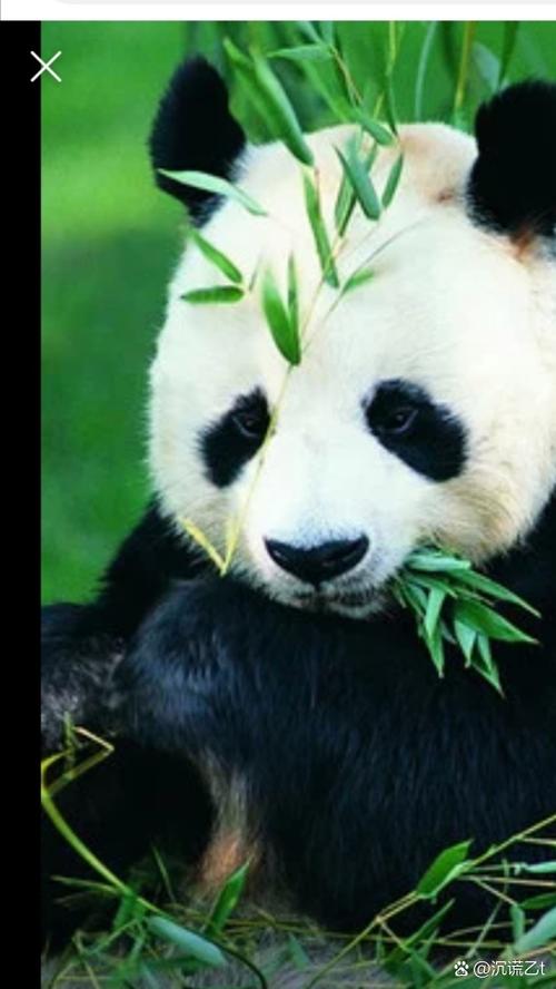 梦见熊猫预示哪些象征意义？背后的心理解读全揭秘