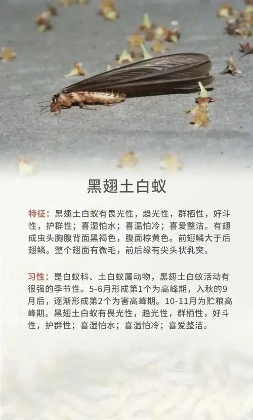 梦见白蚁象征哪些？解密心理学背后长尾含义