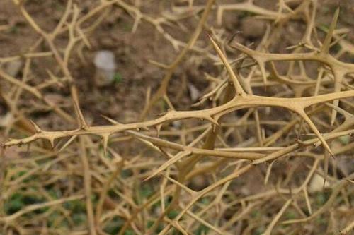 梦见荆棘的深层含义与解梦技巧，助你提升生活规划