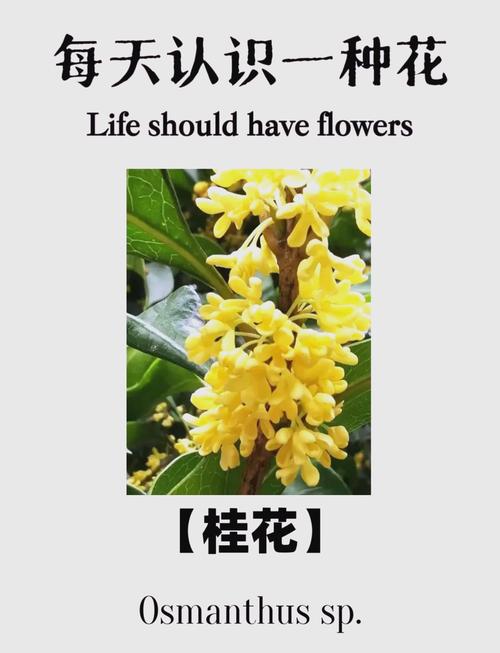 梦见桂花深度解析象征意义及心理暗示揭秘