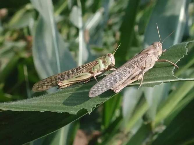 揭秘梦中出现农药的隐含深意，它暗示着你的生活变化吗？