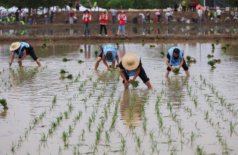 梦见插秧意味着哪些？解读生活改变的高效解决方案