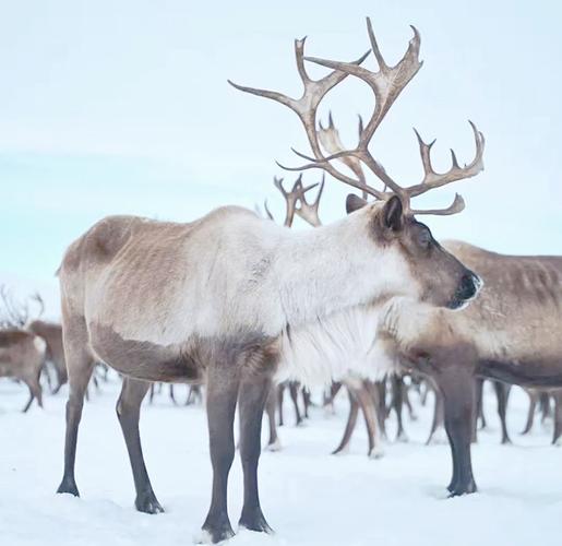 梦见驯鹿暗示哪些？解读你潜意识中的神秘信号