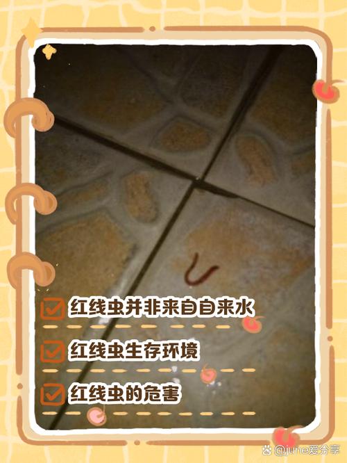 梦见红虫的象征意义，你不可忽视的内心变化解析！