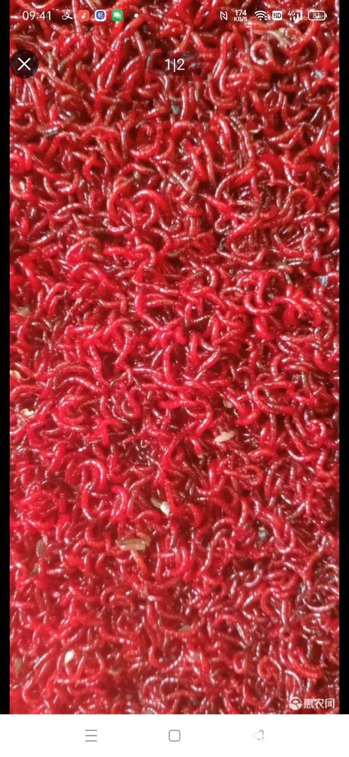 梦见红虫的象征意义，你不可忽视的内心变化解析！