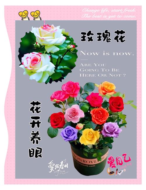 解梦玫瑰花开象征爱情好运，揭秘背后心理寓意