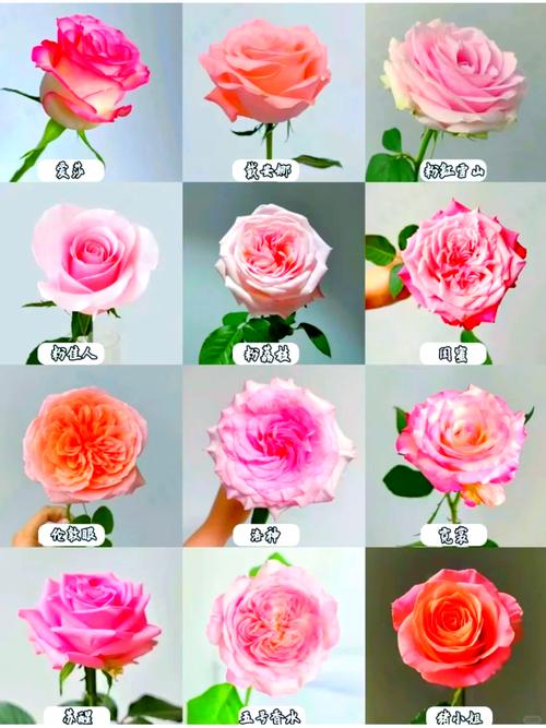 解梦玫瑰花开象征爱情好运，揭秘背后心理寓意