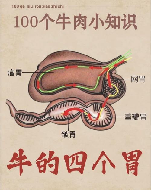 解梦梦见牛肚预示着哪些？吉凶解析与心理秘诀揭秘！