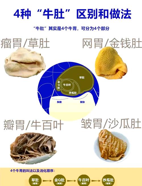 解梦梦见牛肚预示着哪些？吉凶解析与心理秘诀揭秘！