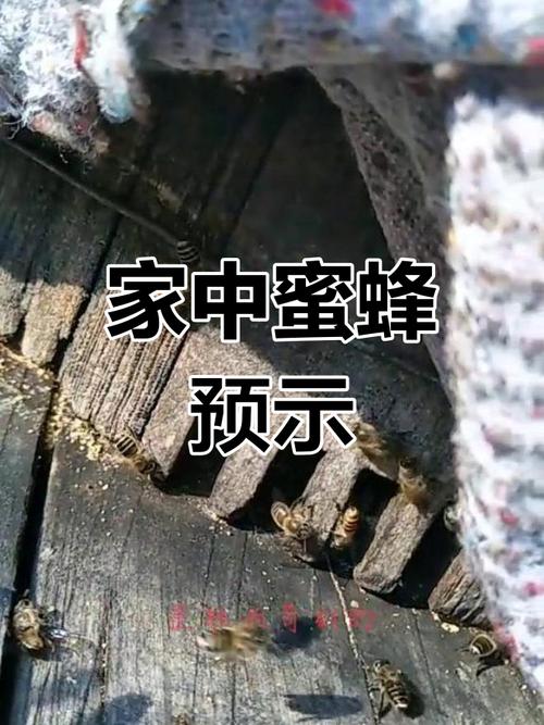 梦见蜂群预示哪些？揭示背后隐藏的深层含义