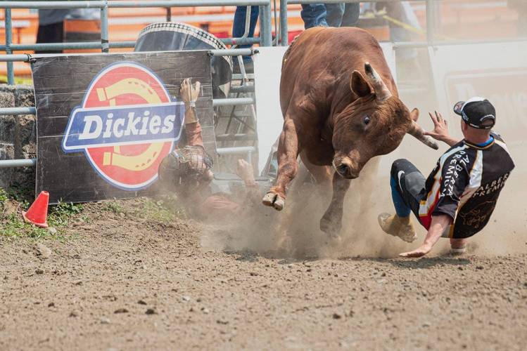 梦见公牛的深刻象征意义解读自信与挑战的内在动力