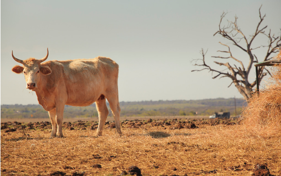 梦见公牛的深刻象征意义解读自信与挑战的内在动力