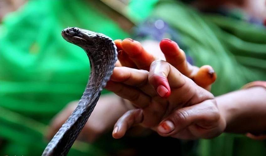 梦见蛇杀死人象征意义心理解析与吉凶对比 梦见蛇杀死人象征意义心理解析与吉凶对比