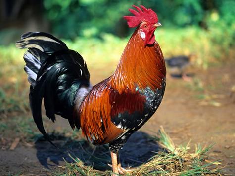 梦见被公鸡追的深层解析心理暗示与生活启示