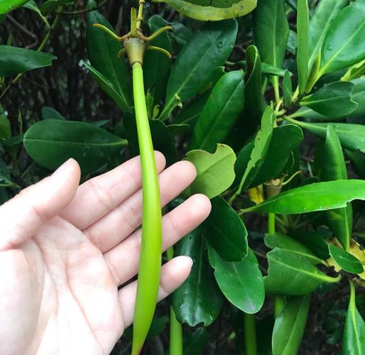 手游攻略：揭秘水笔仔俗称植物——红树中的高效解决方案