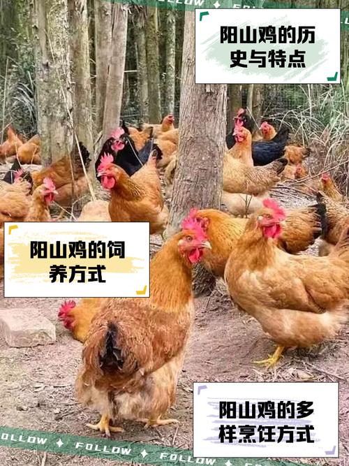 探寻梦见山鸡背后深意，它到底暗示了哪些？