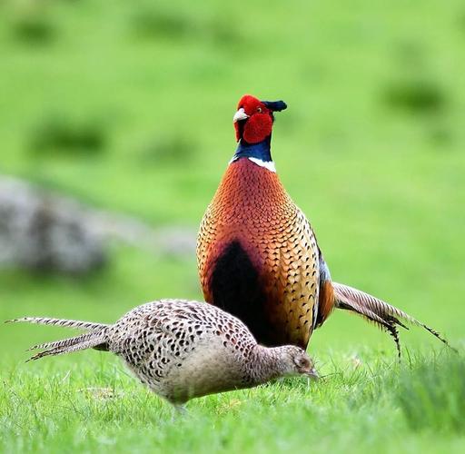 探寻梦见山鸡背后深意，它到底暗示了哪些？