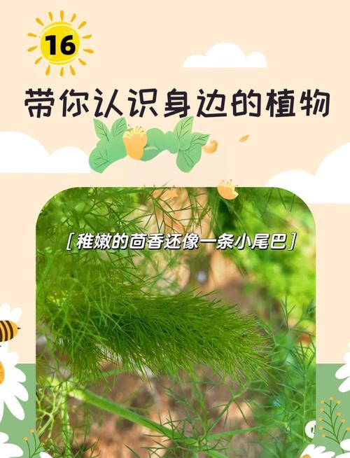 梦见茴香的寓意解析传统梦境解读与现代心理分析 梦见茴香的寓意解析传统梦境解读与现代心理分析