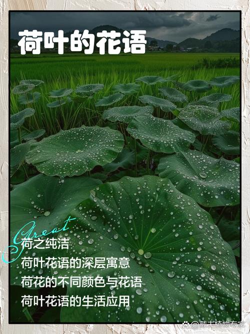 梦见荷叶预示哪些？解读背后的心理暗示与玄机