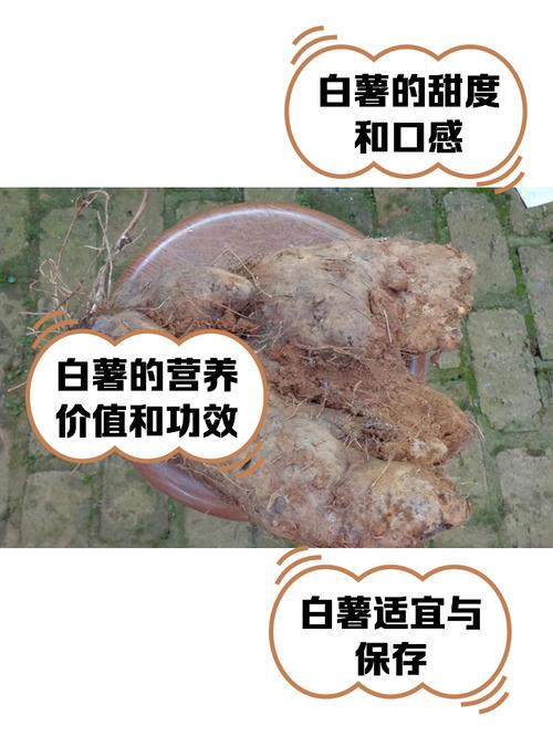 解梦白薯5个权威解析揭示背后深意